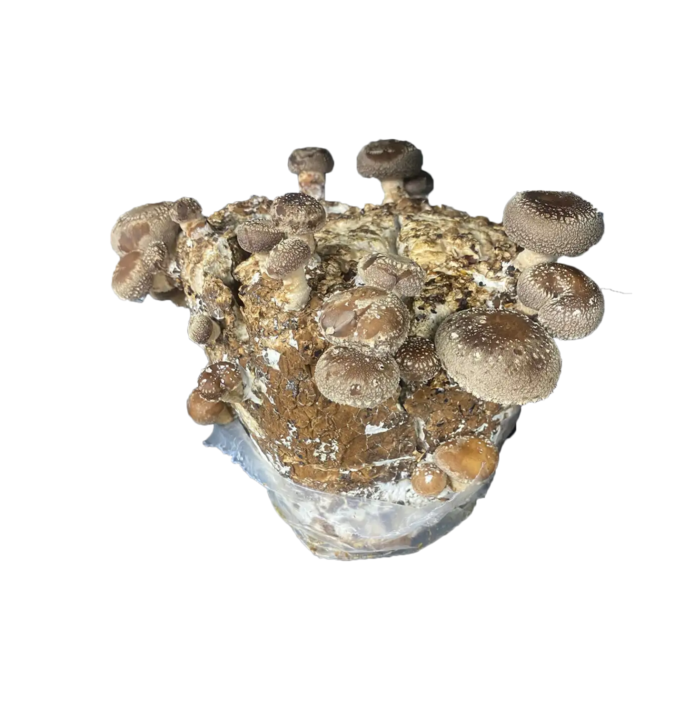 Shiitake