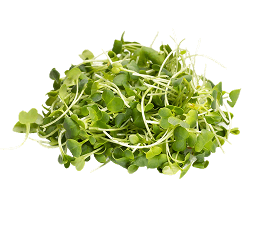 Ředkvička Daikon